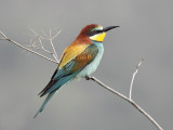 Bee- Eater