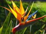 Bird of paradise.jpg