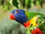 Rainbow Lorikeet