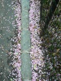 Petals in Central Park