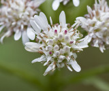 Petasites frigidus (F) Coltsfoot