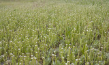 Plagiobothrys scouleri  Scoulers popcorn flower