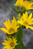 Wyethia amplexicaulis  Northern mules ear