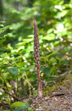 Allotropa virgata  Candystick