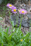 Erigeron peregrinus ssp. callianthemus v. angustifolius  (=E.p.ssp c.var.callianthemus) Subalpine fleabane
