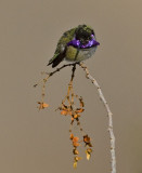 Costas Hummingbird (M)