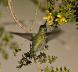 Costas Hummingbird (M)