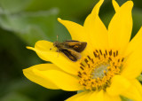 Mardon Skipper  Polites mardon