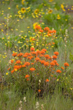 Castilleja hispida  Harsh paintbrush