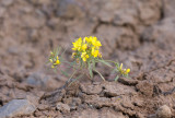 Holmgrenia (Oenothera) hilgardii  Hilgards suncup