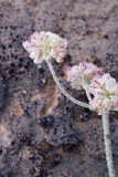Eriogonum strictum var. proliferum  Blue Mountain buckwheat