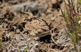 Horned toad