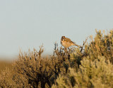 Lark Sparrow