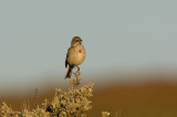 Sage Sparrow