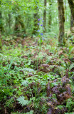 Delphinium trolliifolium poison larkspur