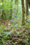 Delphinium trolliifolium  poison larkspur