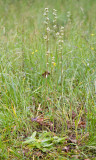 Saxifraga oregana Oregon saxifrage