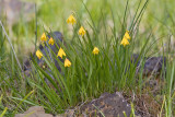 Fritillaria pudica  Yellow bells