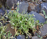 Claytonia exigua ssp. exigua (Montia spathulata)  Pale montia