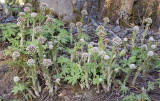 Petasites frigidus  Coltsfoot  (M)