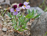 Viola trinervata  Three-nerved violet