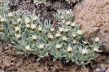 Antennaria dimorpha  Cushion pussytoes