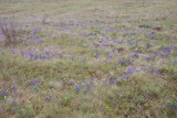 Viola adunca  Early blue violet