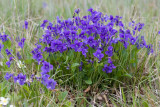 Viola adunca  Early blue violet