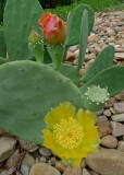LIFE CYCLE OF A CACTUS FLOWER, IN ONE IMAGE  -  ISO 80