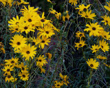 LATE FALL FLOWERS