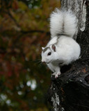 WHITE SQUIRREL - ISO 400 - HAND HELD AT 504mm