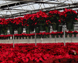 POINSETTIAS AT THE VAN WINGERDEN OPEN HOUSE (19)