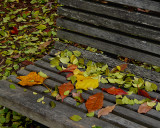 LEAVES ON A BENCH - COLOR