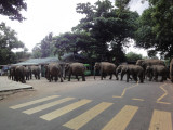 elephants crossing the street