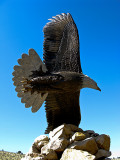 EAGLE AT WEAVER PARK-RIDGWAY