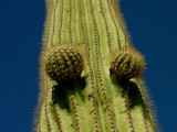 Double Barrel Saguaro Cactus