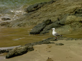 NZ Gull Dreams!