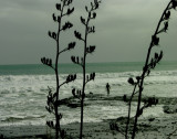 Surfer Girl checks out the waves