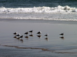 Gulls Enjoying Life!