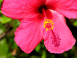Mexico Hibiscus
