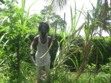 Lion getting Sugar Cane