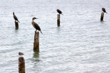 Cormorants