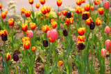 May 2008 - Morning Calm Garden