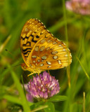 In a Field on a Sunny Day