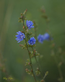 Chicory