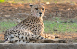 Cheetah 2.jpg