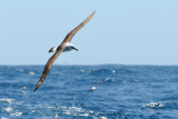 Albatross in flight 2