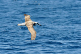 Albatross in flight 4