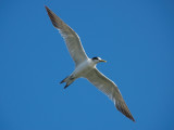 Tern 1