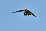 Peregrine Falcon with  Blacksmith Plover prey